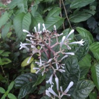 Chassalia curviflora (Wall.) Thwaites